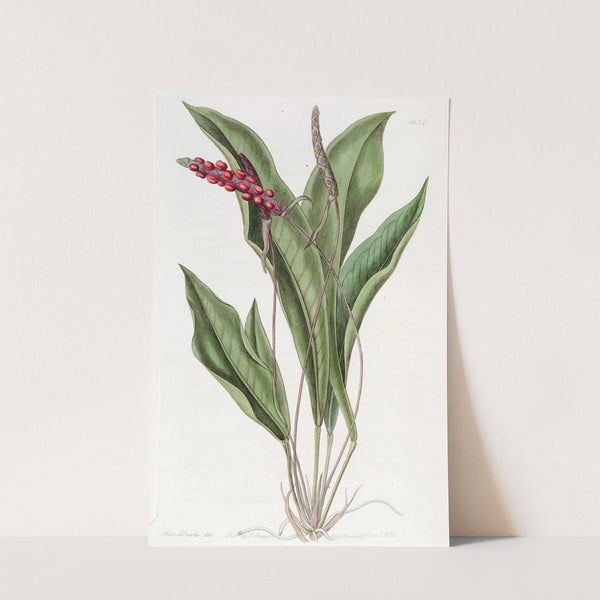 Slender Anthrium by Sydenham Edwards