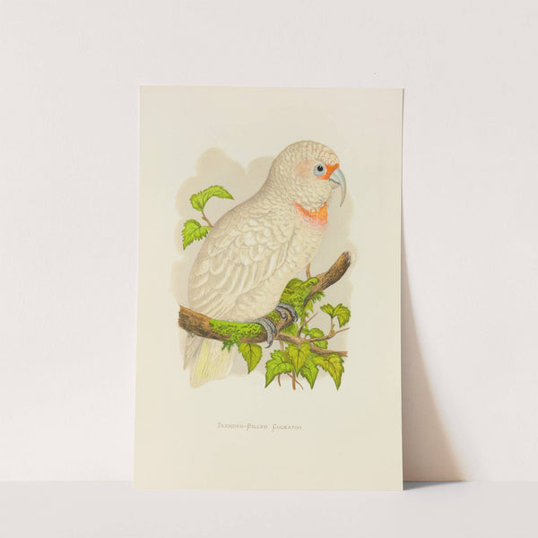 Slender-Billed Cockatoo (1884-1887) by Alexander Francis Lydon