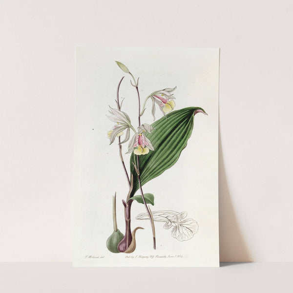 Slender Bletia by Sydenham Edwards