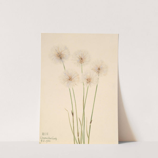 Slender Cotton-Grass (Eriophorum chamissonis) (1920) by Mary Vaux Walcott