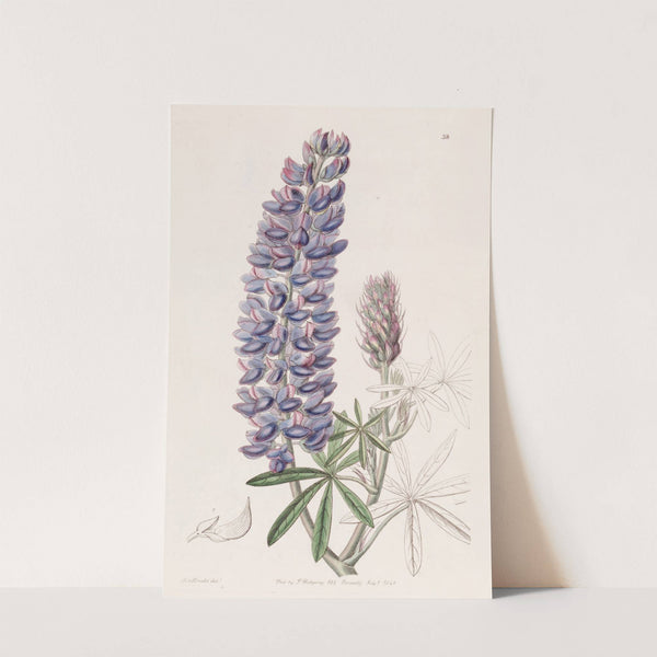Slender-fruited Lupine by Sydenham Edwards