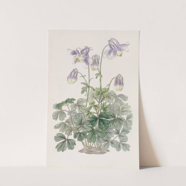Slender-horned Columbine by Sydenham Edwards