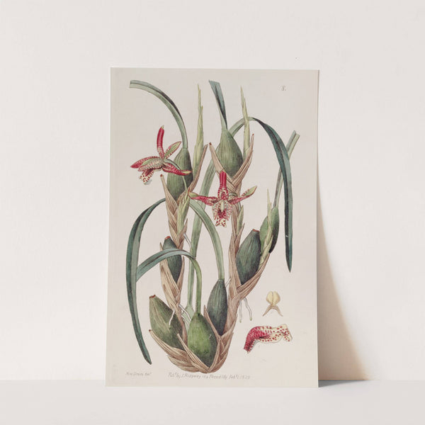 Slender-leaved Maxillaria by Sydenham Edwards