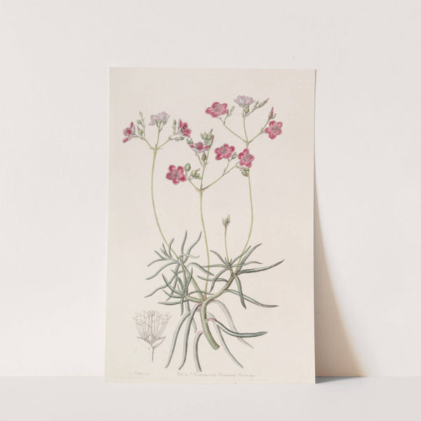 Slender-leaved Talinum by Sydenham Edwards