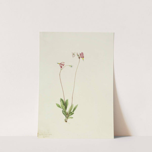 Slender Shootingstar (Dodecatheon pauciflorum) (1909) by Mary Vaux Walcott