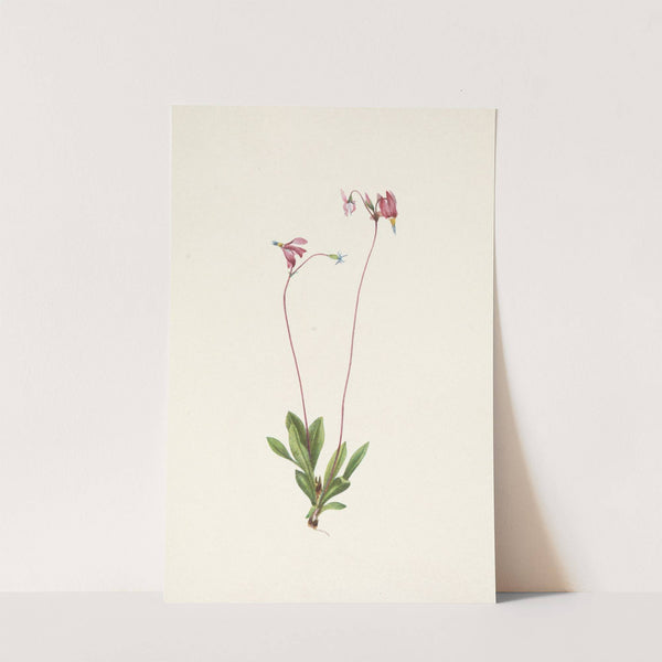 Slender Shootingstar. Dodecatheon pauciflorum (1925) by Mary Vaux Walcott