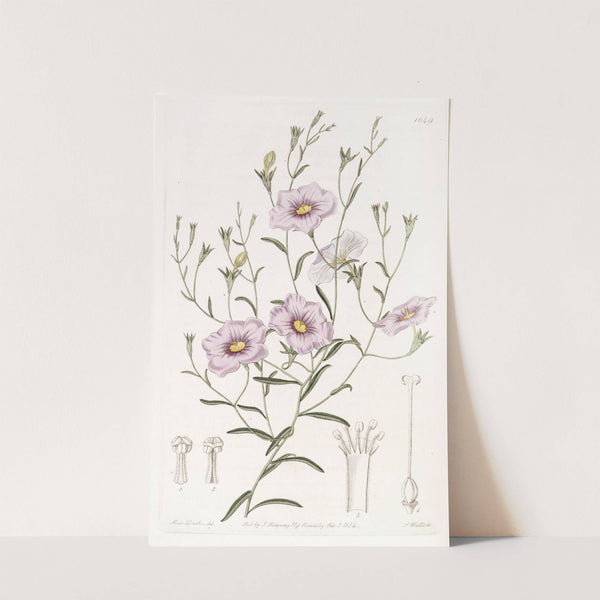 Slender-stemmed Nierembergia by Sydenham Edwards