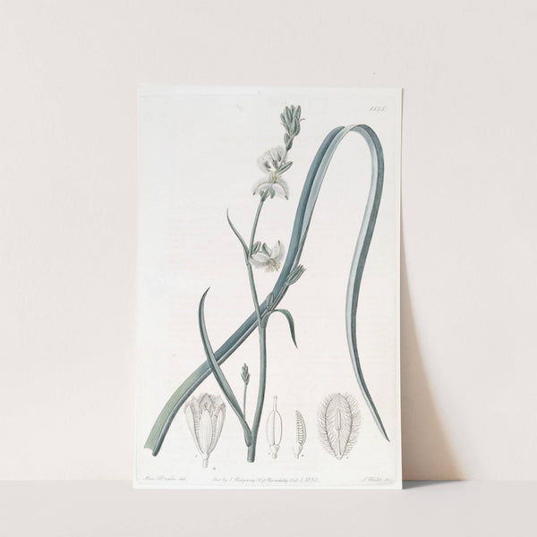 Slender Trichopetalum by Sydenham Edwards