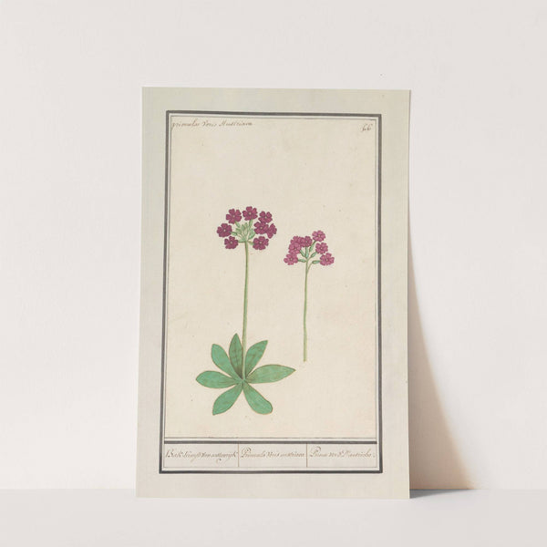 Sleutelbloem (Primula) Bak-Kruyd van oostenrijk Primula Veris austriaca Prime verd D’autriche. (1596-1610) by Anselmus Boëtius de Boodt