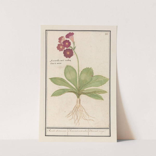 Sleutelbloem (Primula) Roode Beeren oore. Auricula ursi rubra. Auricule rouge (1596-1610) by Anselmus Boëtius de Boodt