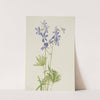 Slim Larkspur (Delphinium depauperatum) (1924) by Mary Vaux Walcott