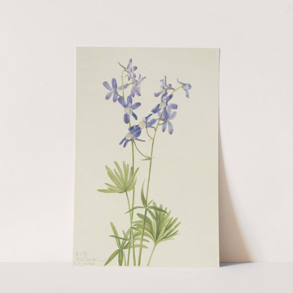 Slim Larkspur (Delphinium depauperatum) (1924) by Mary Vaux Walcott