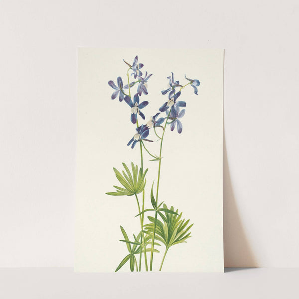 Slim Larkspur. Delphinium depauperatum (1925) by Mary Vaux Walcott