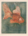Sluierstaart (1892-1940)