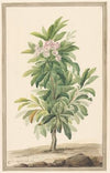 Smalbladige lepelboom in landschap (Kalmia Angustifolio)