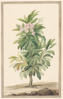 Smalbladige lepelboom in landschap (Kalmia Angustifolio)