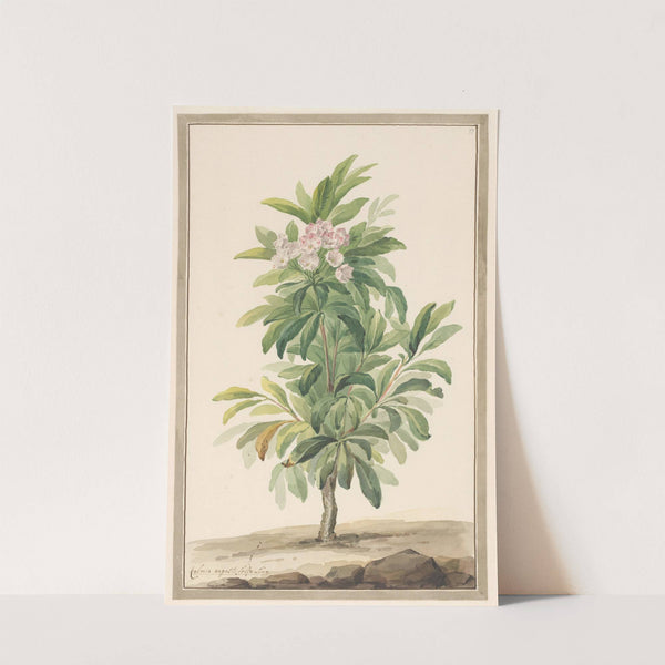 Smalbladige lepelboom in landschap (Kalmia Angustifolio) by Willem van Leen
