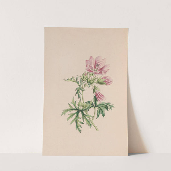 Small Blndweed, Or Field Convolvulus by John Stevens Henslow