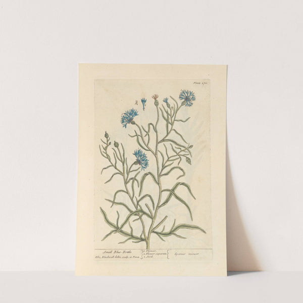 Small blue-bottle by Elizabeth Blackwell