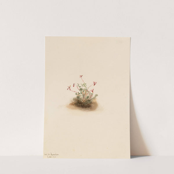 Small Cranberry (Oxycoccus palustris) (1911) by Mary Vaux Walcott