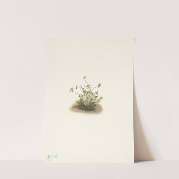 Small Cranberry. Oxycoccus palustris (1925) by Mary Vaux Walcott