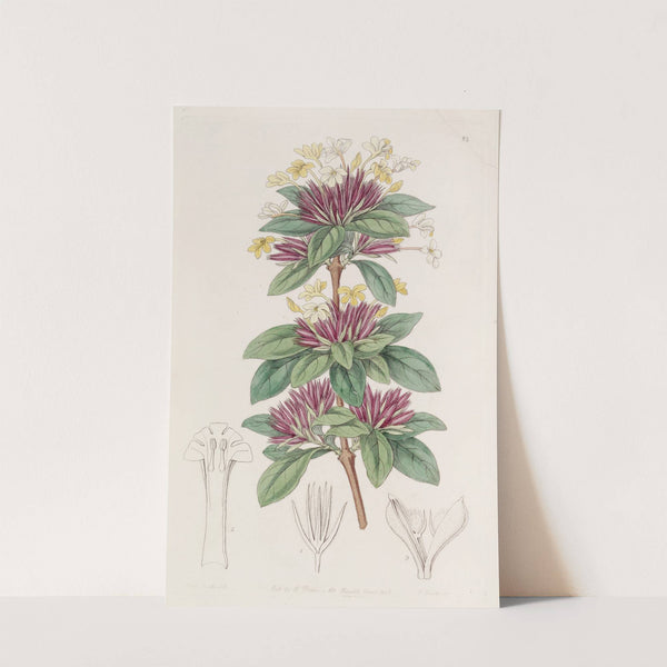 Small-flowered Lankesteria by Sydenham Edwards