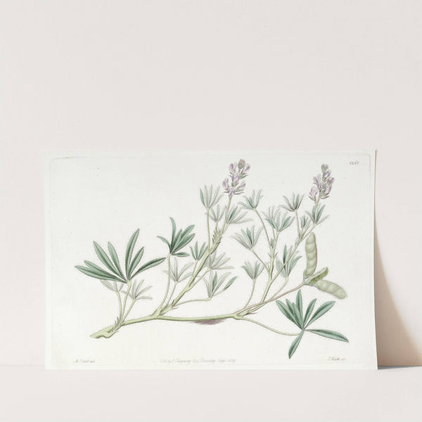 Small-flowered Lupine by Sydenham Edwards