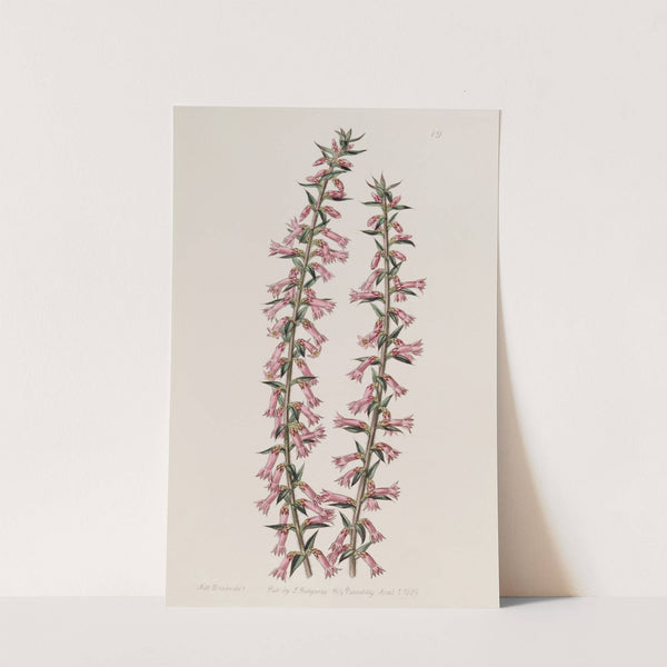Small-flowered Pitted Epacris by Sydenham Edwards