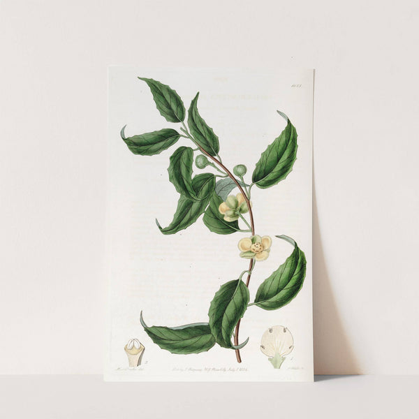 Small-flowered Sphærostema by Sydenham Edwards