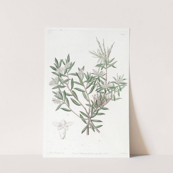 Small-flowered Whitebeard by Sydenham Edwards