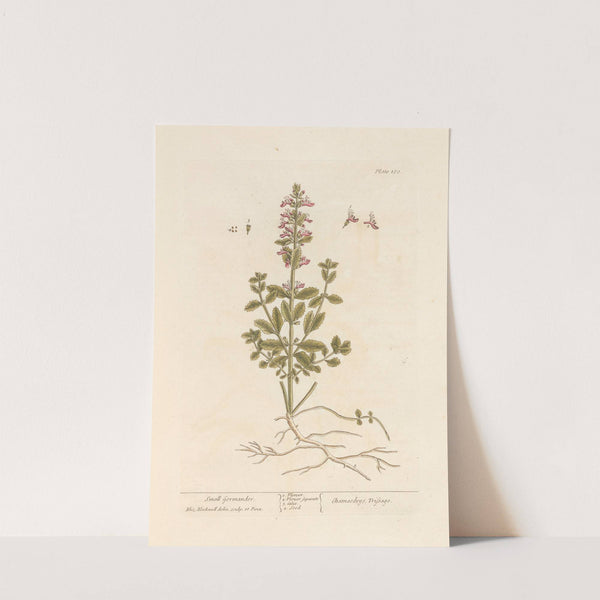 Small germander by Elizabeth Blackwell