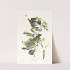 Small green crested flycatcher by John James Audubon