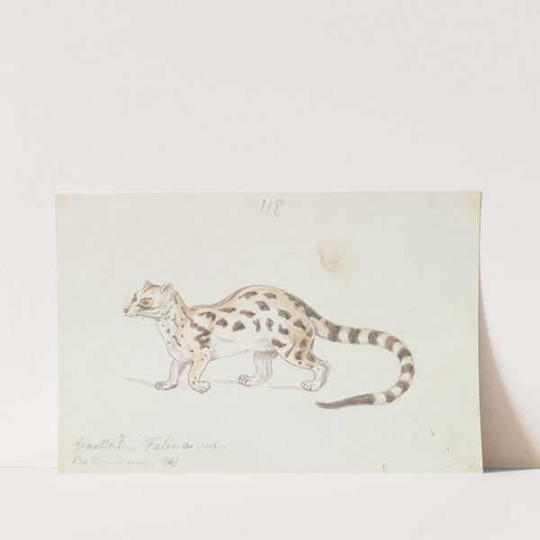 Small Indian Civet (1837) by Charles Hamilton Smith