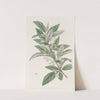 Small-leaved Oleaster by Sydenham Edwards