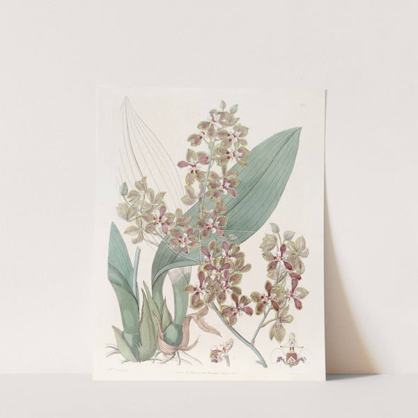 Small-lipped Oncidium by Sydenham Edwards