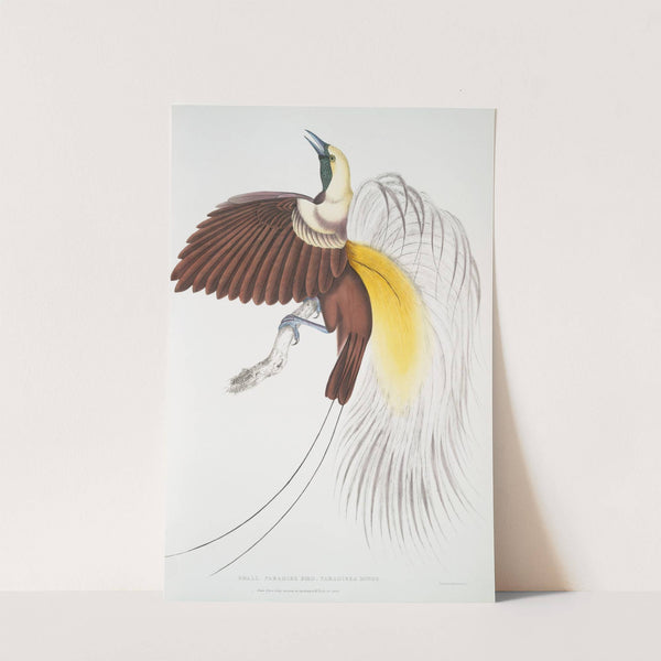 Small Paradise Bird, Paradisea minor. by John Edward Gray