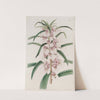 Small Pink Balsam by Sydenham Edwards