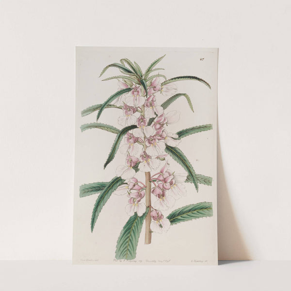 Small Pink Balsam by Sydenham Edwards