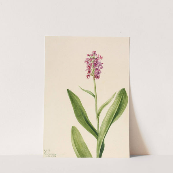 Small Purple Fringe Orchid (Habenaria psychodes) (1932) by Mary Vaux Walcott