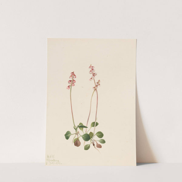 Small Pyrola (Pyrola minor) (1922) by Mary Vaux Walcott
