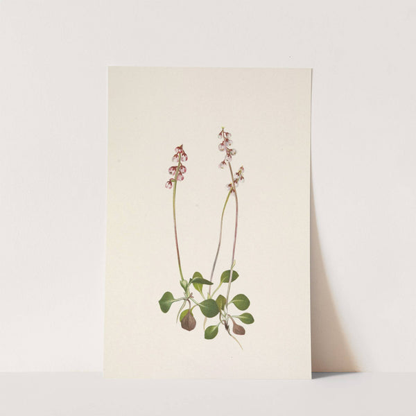 Small Pyrola. Pyrola minor (1925) by Mary Vaux Walcott