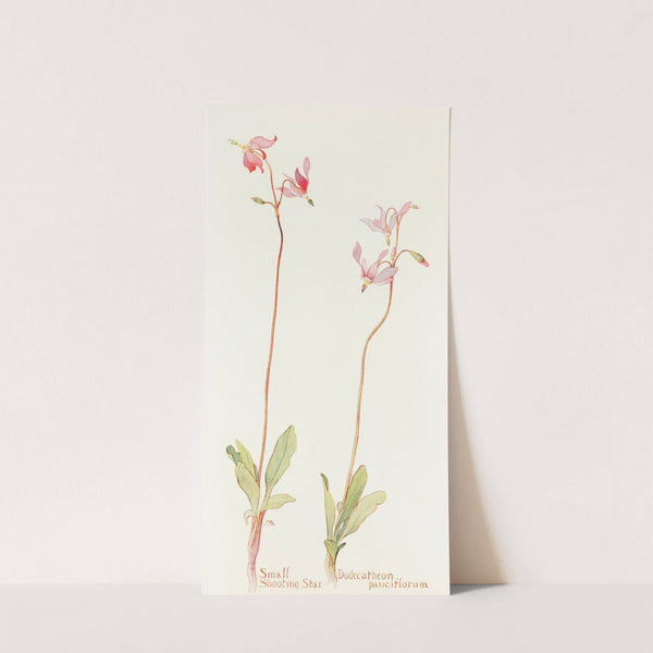 Small Shooting Star by Margaret Armstrong