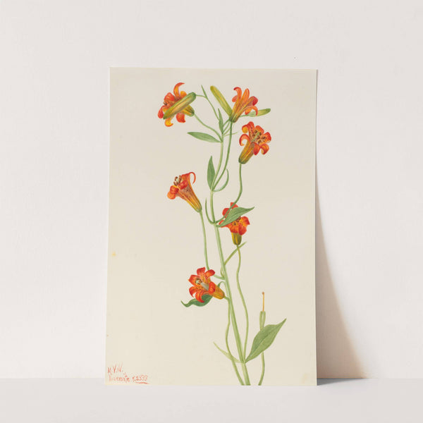 Small Tiger Lily (Lilium parvum) (1933) by Mary Vaux Walcott