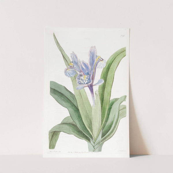 Small-winged Iris by Sydenham Edwards