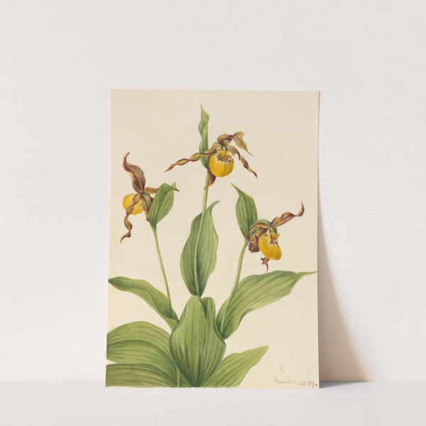 Small Yellow Ladyslipper (Cypripedium parviflorum) (1917) by Mary Vaux Walcott