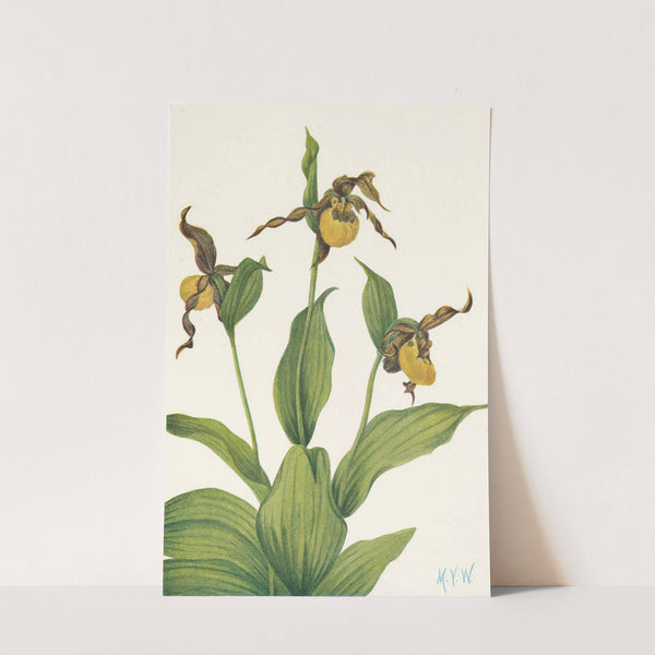 Small yellow Ladyslipper. Cypripedium parviflorum (1925) by Mary Vaux Walcott