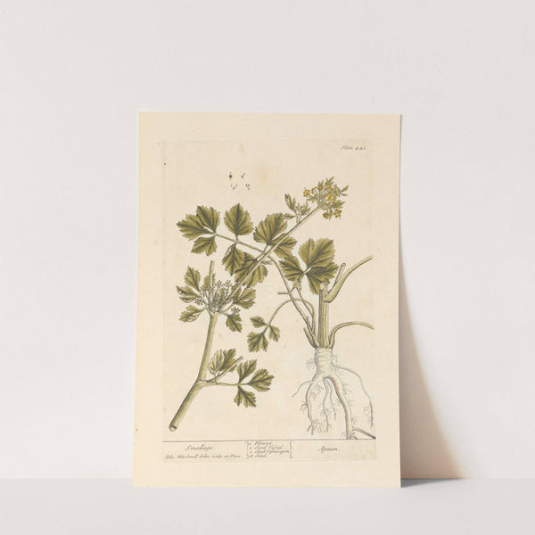 Smallage by Elizabeth Blackwell