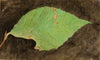 Smaller Spotted Beach Leaf Edge Caterpillar
