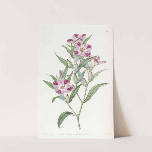 Smart Godetia by Sydenham Edwards