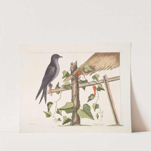 Smilax &c. ; Hirundo Purpurea, The Purple Martin. by Mark Catesby